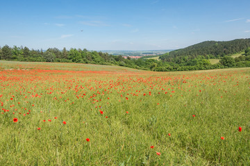 Landschaft im Frühling