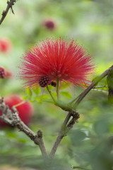 Calliandra haematocephala, Plumerillo, Plant in a park in Puerto de la Cruz. Northern Tenerife, Canary Islands, Spain