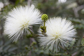 Calliandra, Plumerillo, Plant in a park in Puerto de la Cruz. Northern Tenerife, Canary Islands, Spain