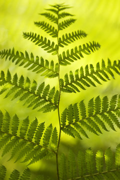 Close up of fern