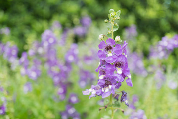 purple angelface pin flowers