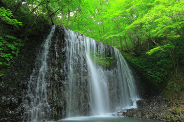 Fototapeta na wymiar 新緑の衣の滝