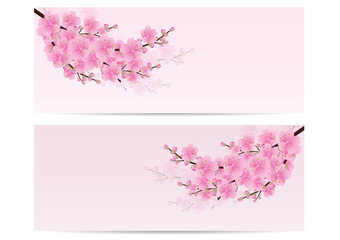 Sakura flowers , Cherry blossom  invitation cards pink backgroun