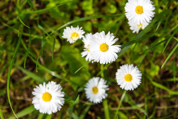 Fototapeta premium beautiful daisy flowers on a grass background