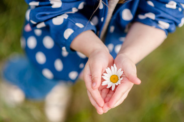 Daisy in the hands of a child