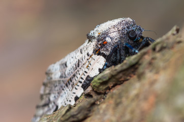 Leopard Moth.