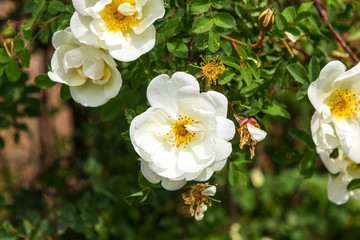 beautiful flowers garden of white roses on a bush background