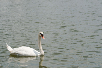 Beautiful white swan swimming happy in the lake.