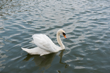 Beautiful white swan swimming happy in the lake.