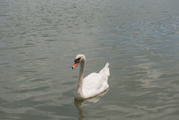 Beautiful white swan swimming happy in the lake.