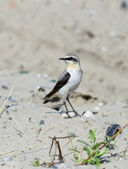 Wheatear at the beginning of summer on Yamal