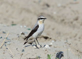 Wheatear close up
