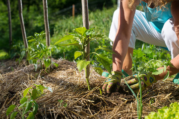 Covering young capsicum plants with straw mulch to protect from drying out quickly ant to control...