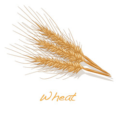 wheat illustration