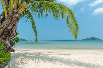 Beach, Tropical beach and coconut trees