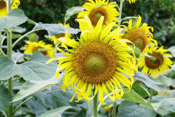 Sunflower field blooming  on a leaves  green background