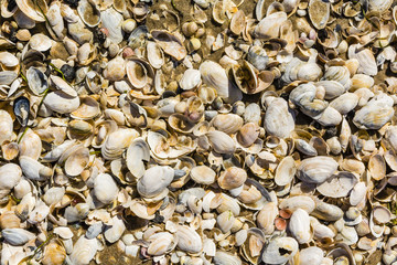 Texture of many different shells. © gubernat