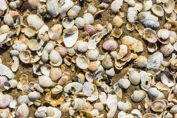 Sand and shells.