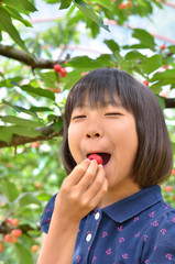 サクランボ狩りを楽しむ女の子