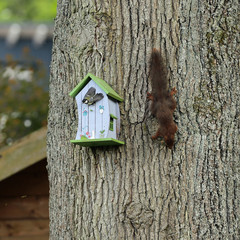 Kohlmeise und Eichhörnchen