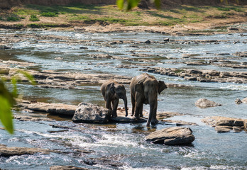 Elephants family crossing river