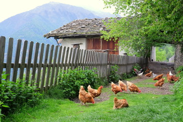 glückliche Hühner auf einem Bauernhof in Südtirol © msl33