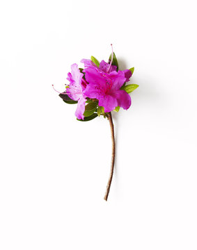 Close-up Of Rhododendron Against White Background