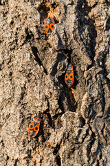 Pyrrhocoris apterus