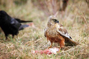 marsh harrier next to prey