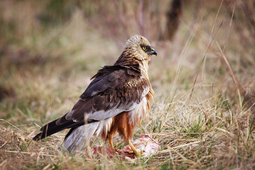 marsh harrier next to prey