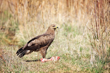 lesser spotted eagle
