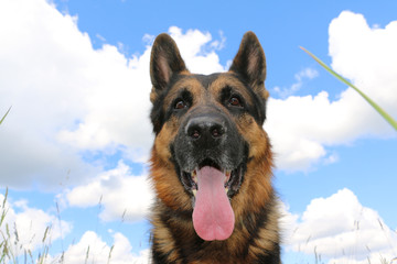 Dog german shepherd on the field in summer day