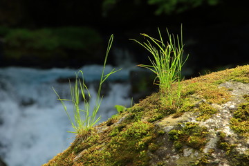 熊本菊池渓谷の苔