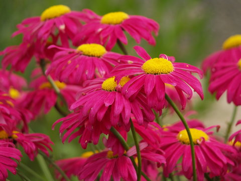 Margaritten rot