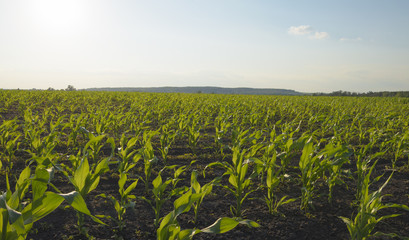 Green corn field