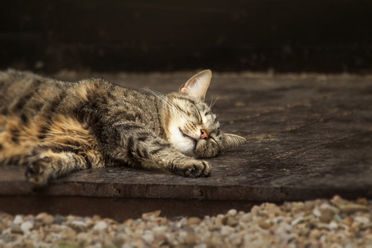 Close-up of cat relaxing at wooden plank