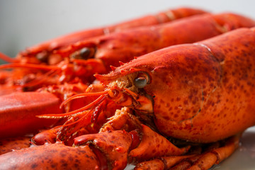 Cooked red Lobsters