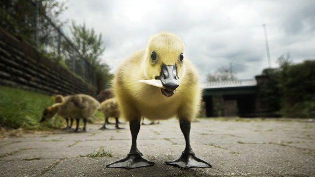 Portrait of gosling on field against sky
