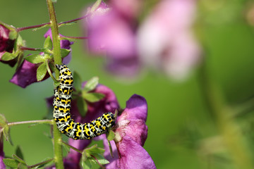 Raupe des Königskerzen-Mönch