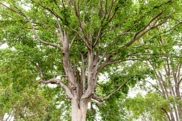 Old tree in a nature green forest