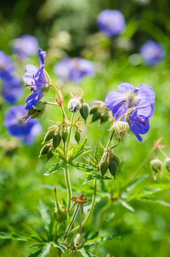 Blue flowers of the field, close-up