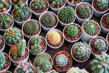 Cactus collection in small flower pots.