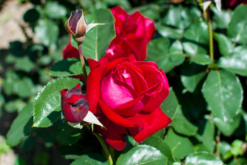 Beautiful background of red and tender roses