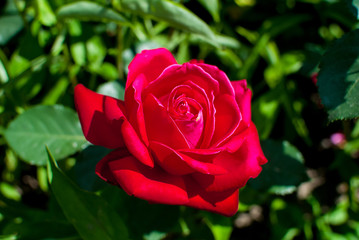 Red scented rose in flowerbed