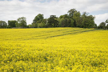 Obraz premium Beautiful landscape image of field of rapeseed canola in Spring