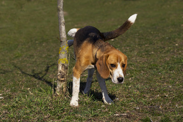 dog breed beagle