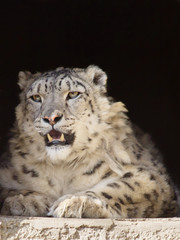 Fototapeta na wymiar Снежный леопард