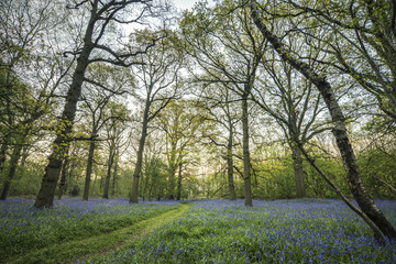 Obraz na płótnie Canvas Stunning landscape image of bluebell forest in Spring