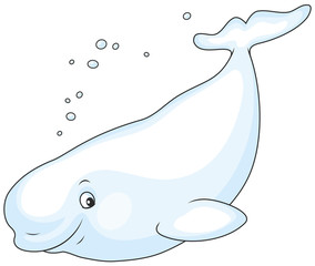 Beluga whale swimming