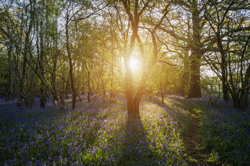 Stunning landscape image of bluebell forest in Spring
